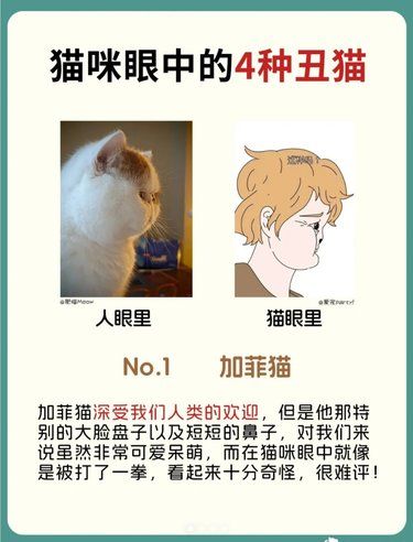 这4种猫咪居然是猫眼中的丑猫！