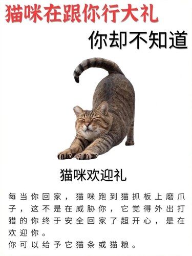 猫咪在跟你行大礼，你却不知道？？？