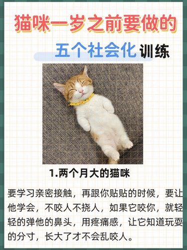猫咪一岁之前要做的！五个社会化训练！