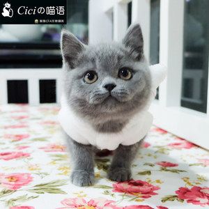 英短 价格