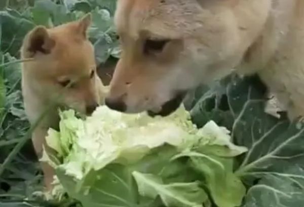 狗狗美毛的食物有什么，什么食物能够给狗狗美毛？