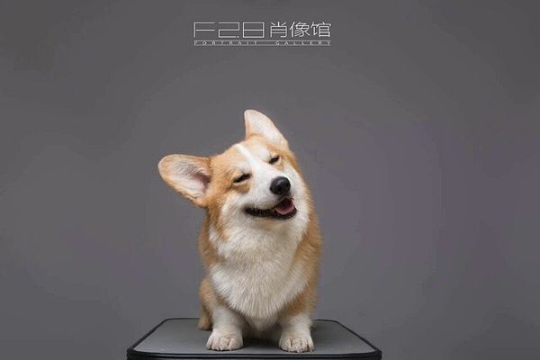 宠物级