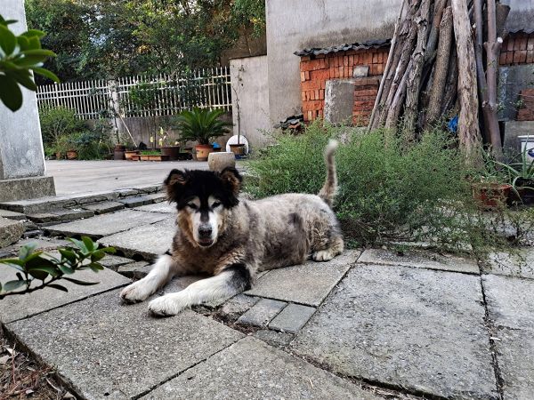 阿拉斯加犬有偿领养