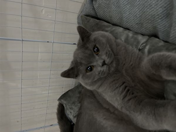 四个月小蓝猫，公的