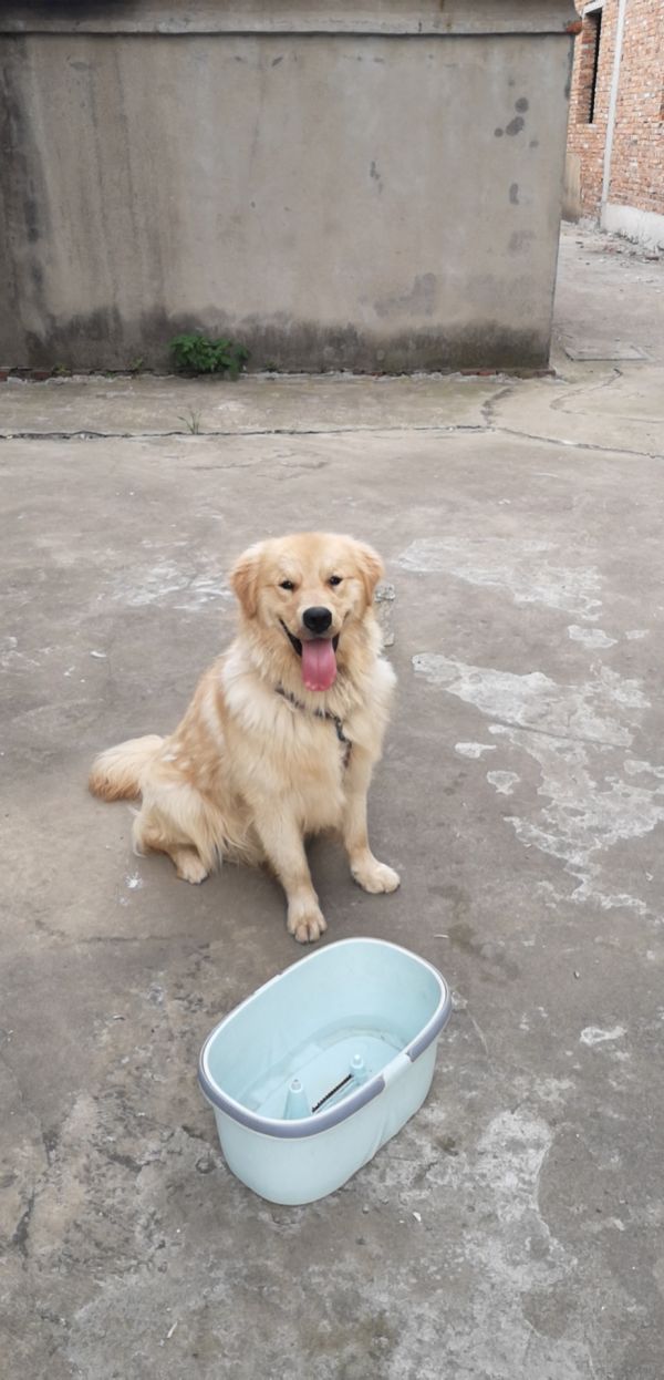 狗狗领养