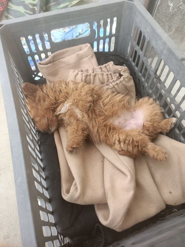 想领养一只狗狗