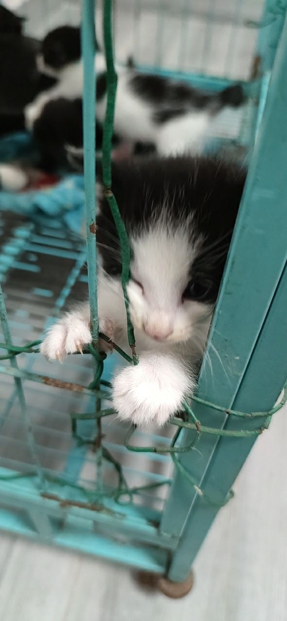 家养田园猫找领养人家
