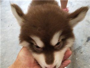 阿拉斯加犬