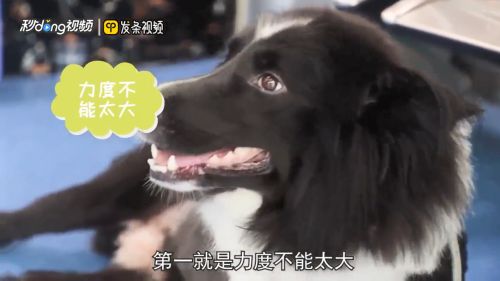非专业怎么在家给狗狗剪毛