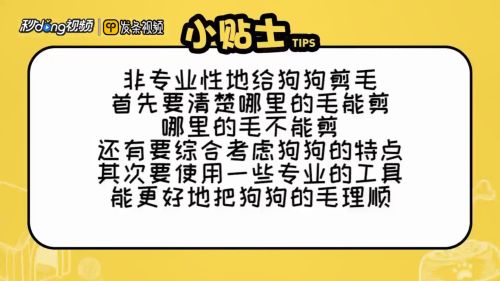 非专业怎么在家给狗狗剪毛