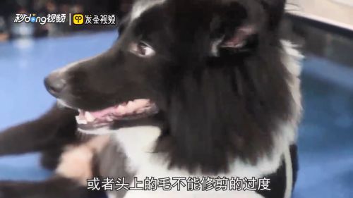 非专业怎么在家给狗狗剪毛