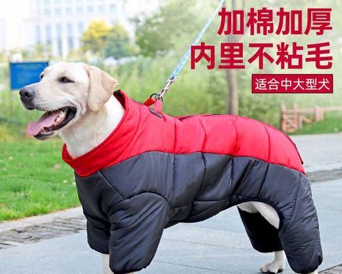 狗为主人，宠物也有权利（探讨狗主人权利与义务）