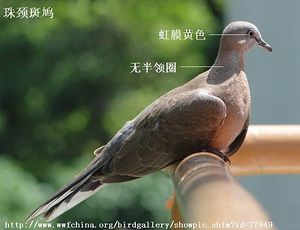 珠颈斑鸠亚成鸟