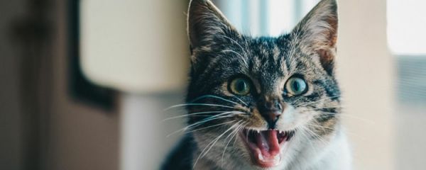 小猫身上有猫藓怎么办