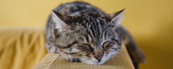 猫身上有弓形虫吗