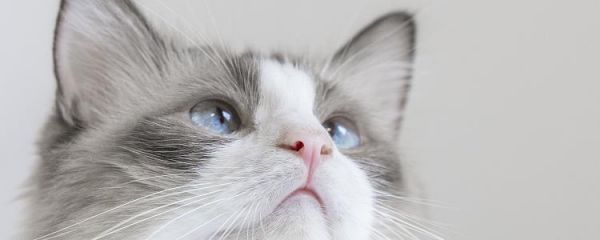 猫身上长小疙瘩 是怎么回事？