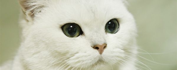 猫怎么会得狂犬病 猫身上怎么会有狂犬病的