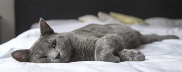 猫身上有黑色条状虫子 猫咪的驱虫工作真的做好了吗