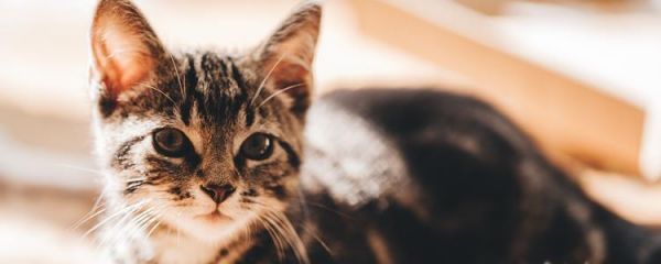 猫身上的跳蚤怎么清除