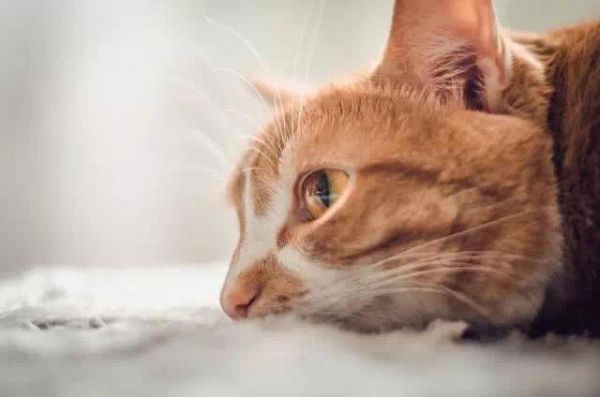 猫咪得了糖尿病别急，您可以这样做...