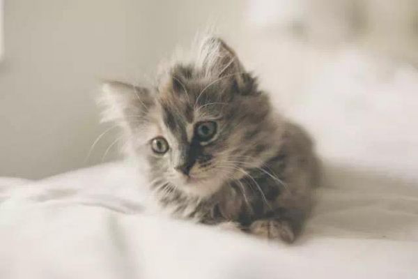 猫咪得了糖尿病别急，您可以这样做...