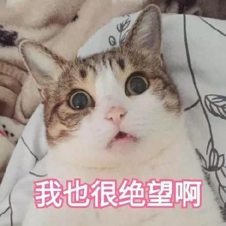 猫咪得了糖尿病别急，您可以这样做...