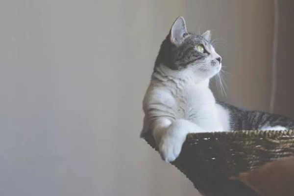猫咪得了糖尿病别急，您可以这样做...