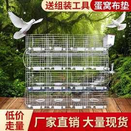 鸽子笼子养殖笼家用配对鸽笼12位种鸽子繁殖笼16位肉鸽养殖笼大号
