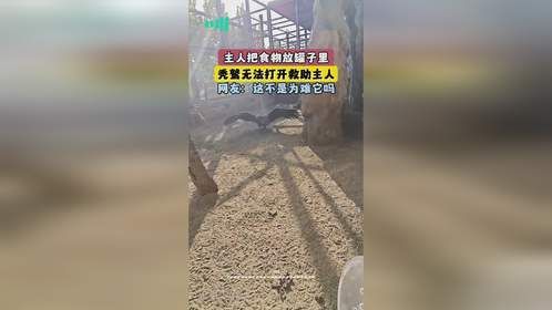 主人把食物放罐子里，秃鹫无法打开救助主人，网友：这不是为难它吗