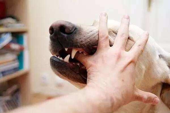 狗狗咬人该怎么办？这些可以帮到你，铲屎官不要错过