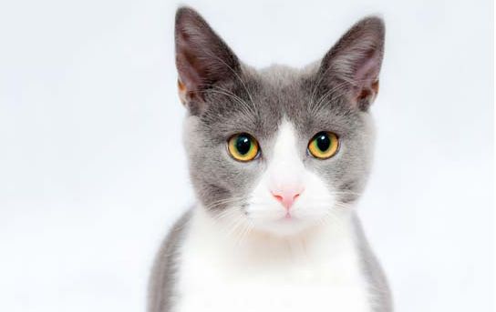猫为什么好奇心强烈？原因有这几种