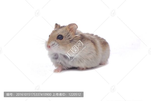 小灰仓鼠