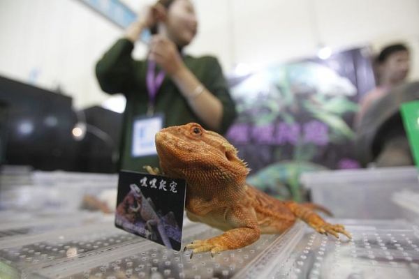 郑州宠物展览会 爬行动物展区“白娘子”“夜华”颜值高引人围观