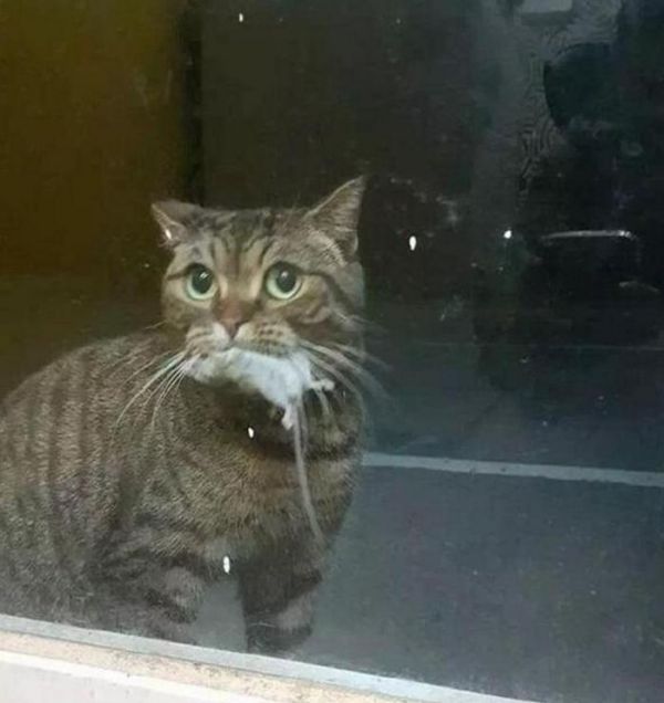 猫咪为报答主人收养之恩，采取独特的送礼方式，吓得主人哭笑不得