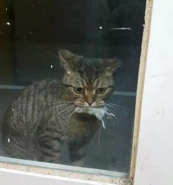猫咪为报答主人收养之恩，采取独特的送礼方式，吓得主人哭笑不得