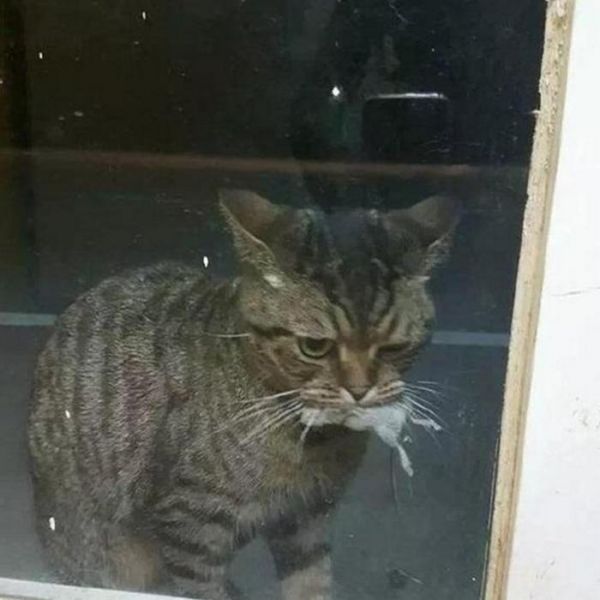 猫咪为报答主人收养之恩，采取独特的送礼方式，吓得主人哭笑不得