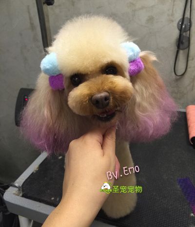 宠物创意造型