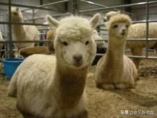 盘点八大养不起的宠物 老虎仅排名第三