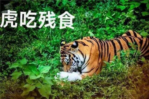 文章图片8