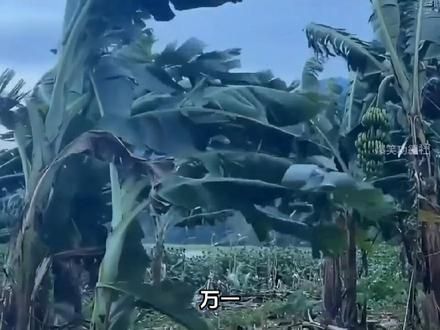 #超强台风 #狂风暴雨来袭 #风力实在太强了原视频