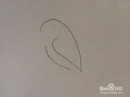 简笔画相思鸟的画法