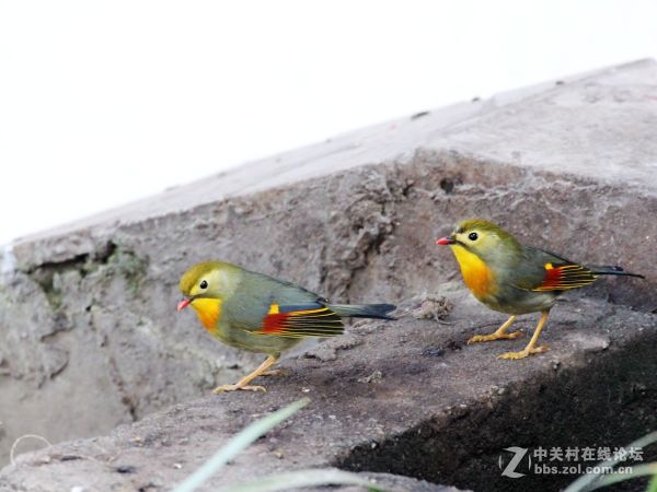 相思鸟一组