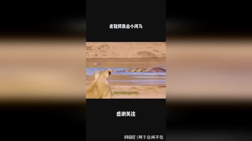 皮鞋鳄袭击小河马
