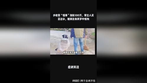 步枪靠“懂事”涨粉300万，帮主人买菜送伞，被网友称其梦中情狗