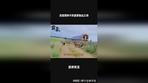没想到狗子的速度如此之快