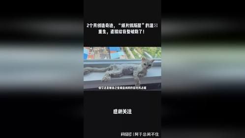 2个月创造奇迹，“纸片银渐层”的涅槃重生，直接给我整破防了！