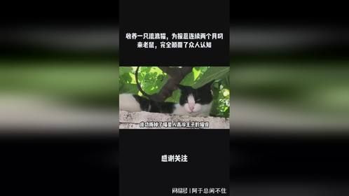 收养一只流浪猫，为报恩连续两个月叼来老鼠，完全颠覆了众人认知