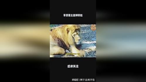 草原霸主雄狮带娃