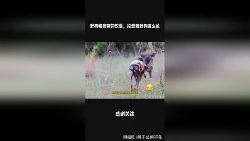 野狗和疣猪的较量，没想到野狗这么怂