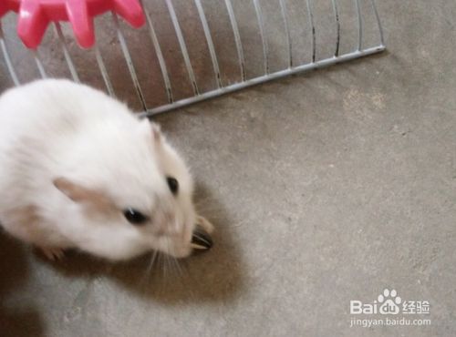 小仓鼠银狐有什么特性 仓鼠里的小胖子